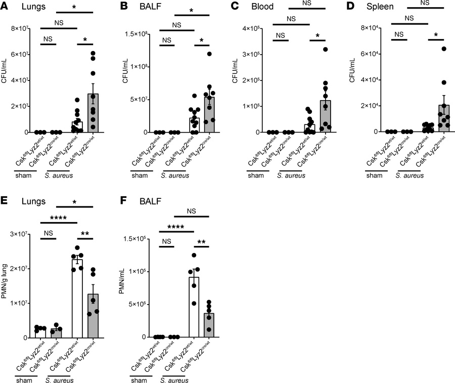 Csk is crucial for neutrophil recruitment and bacterial clearance in S. ...
