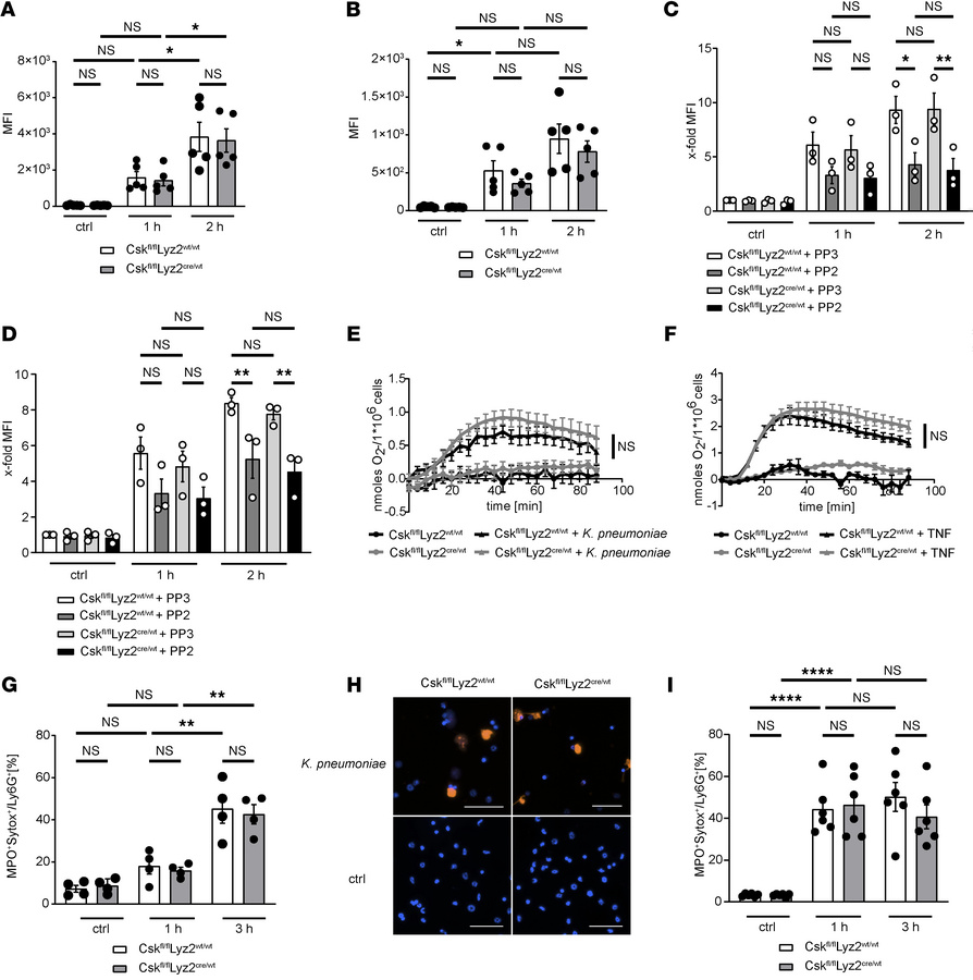 Csk is not involved in the regulation of neutrophil effector functions.
...