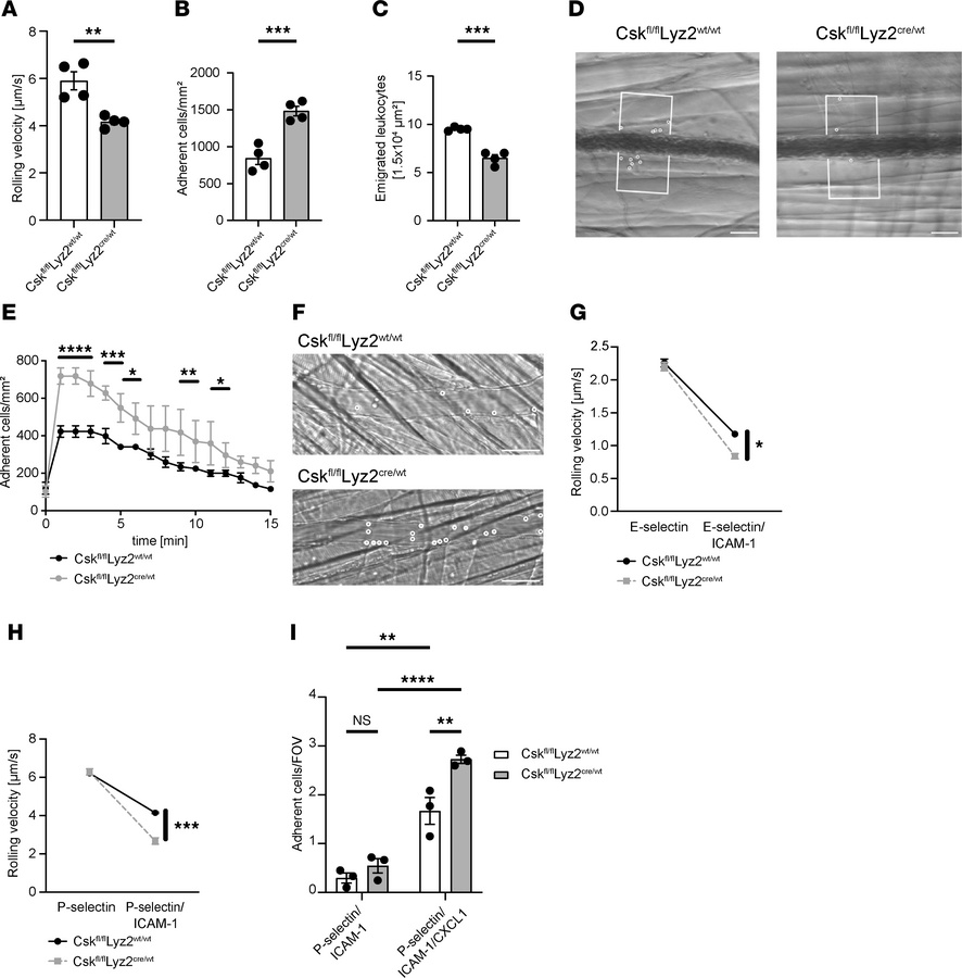 Csk is involved in integrin-mediated neutrophil slow rolling, chemokine-...