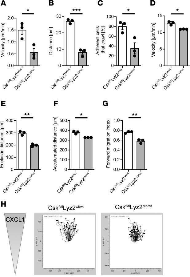 Csk is required for intravascular crawling and migration of leukocytes.
...
