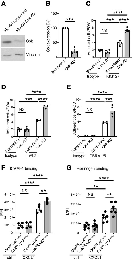 Csk is involved in CD11a and CD11b activation regulation.
(A and B) Csk ...
