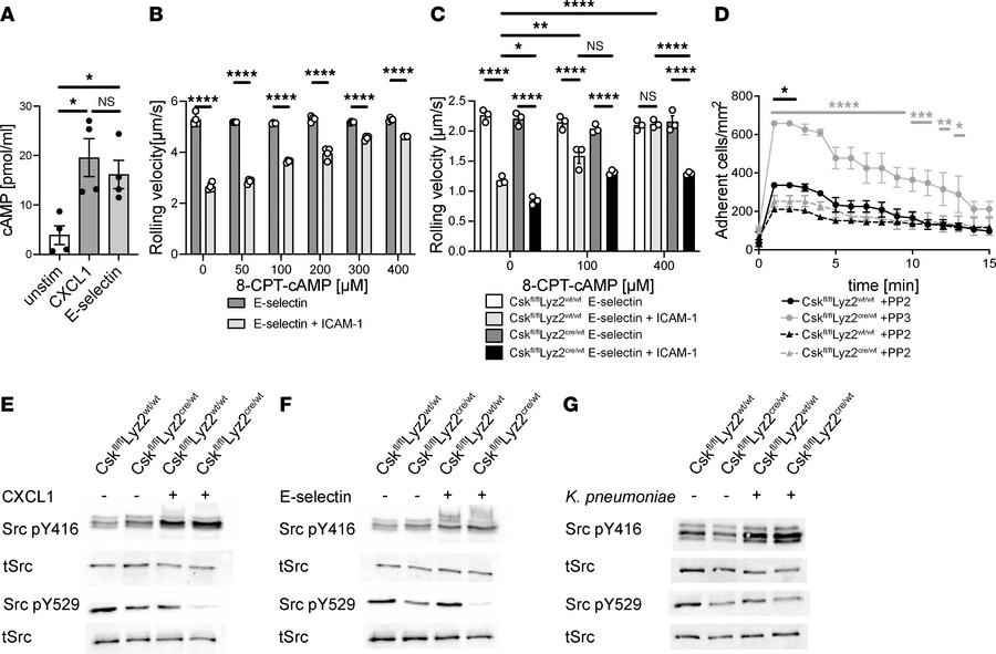 Csk regulates the activity of Src kinases through a cAMP-dependent pathw...