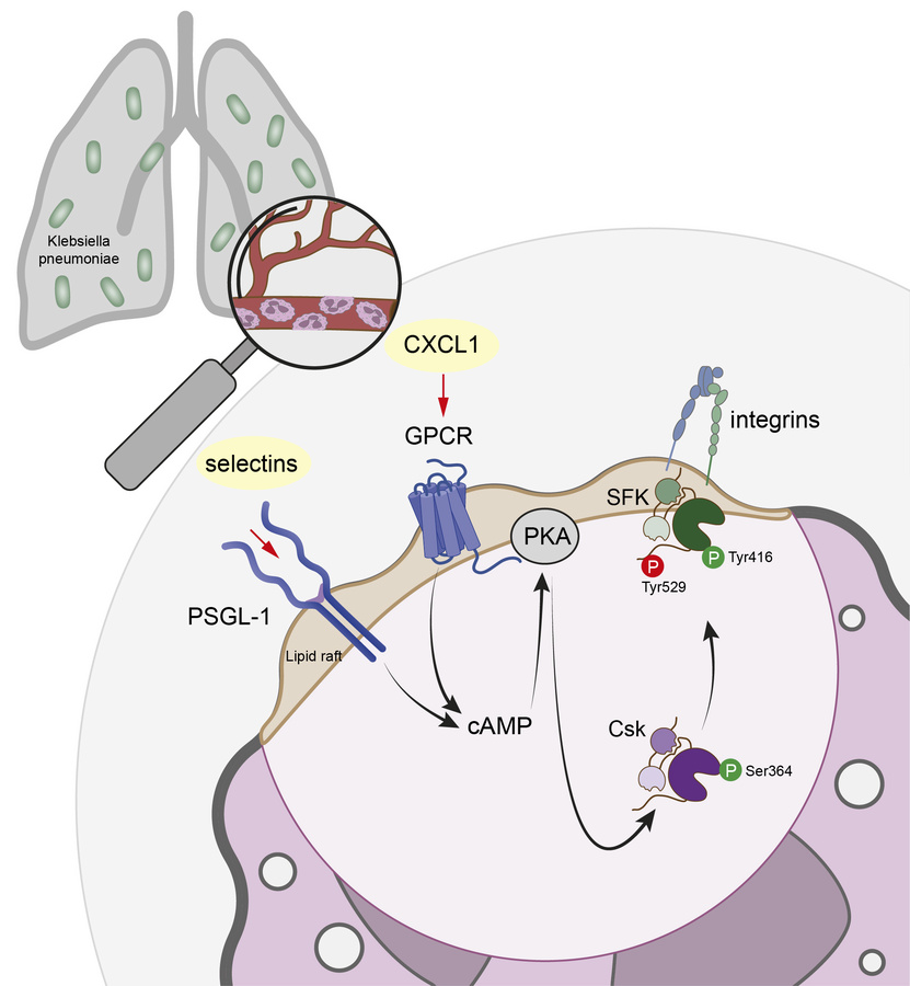 graphical abstract