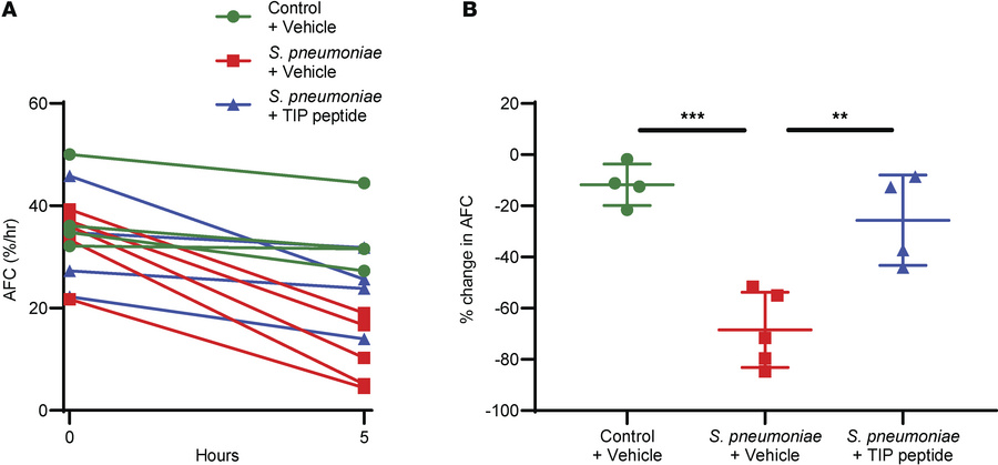 The TIP peptide rescues AFC in the human lung injured by S. pneumoniae.
...