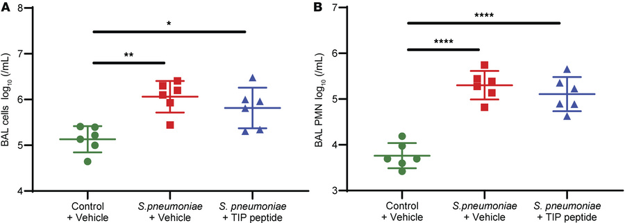 The TIP peptide does not alter the infiltration of immune cells in respo...