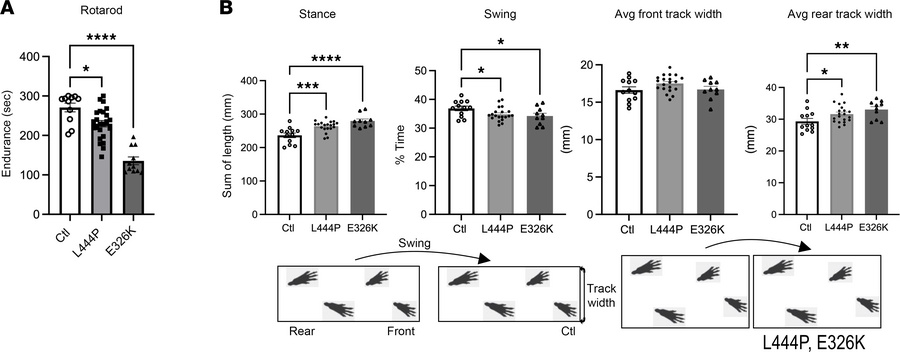 Gba1 mutant mice develop a progressive motor decline and an insecure gai...
