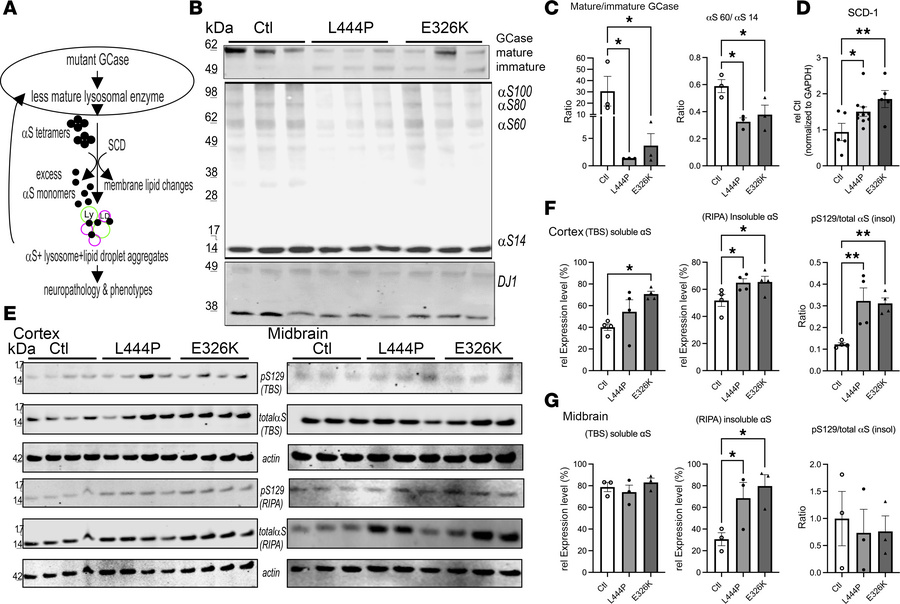 Gba1 mutant mice display a decrease in GCase maturation, a decrease in t...