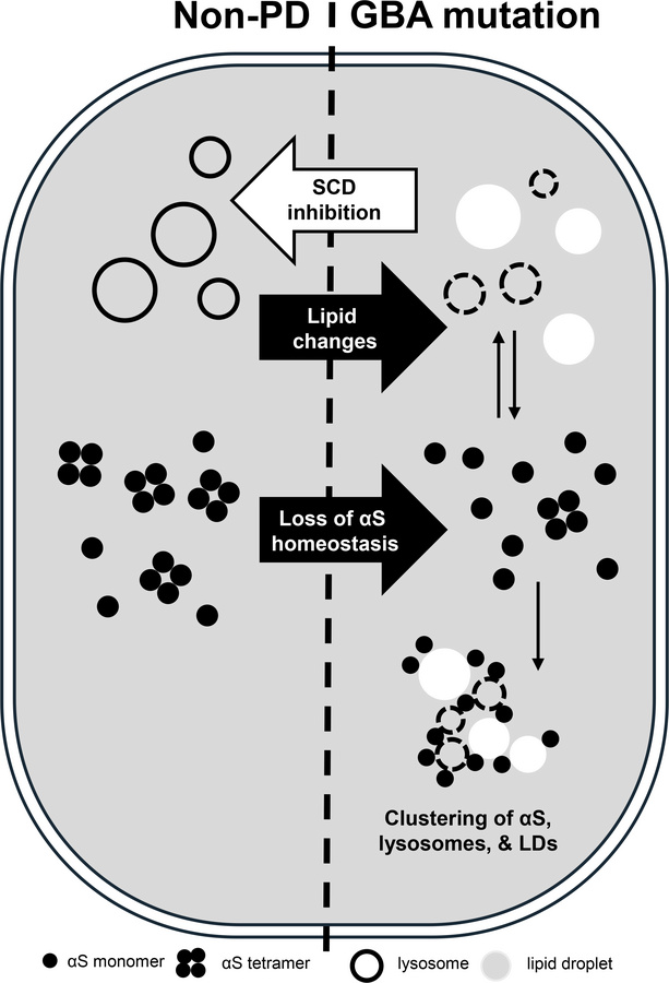 graphical abstract