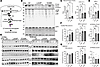 Gba1 mutant mice display a decrease in GCase maturation, a decrease in the