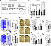 5b SCD inhibition improves the motor performance, lowers the fatty acid des