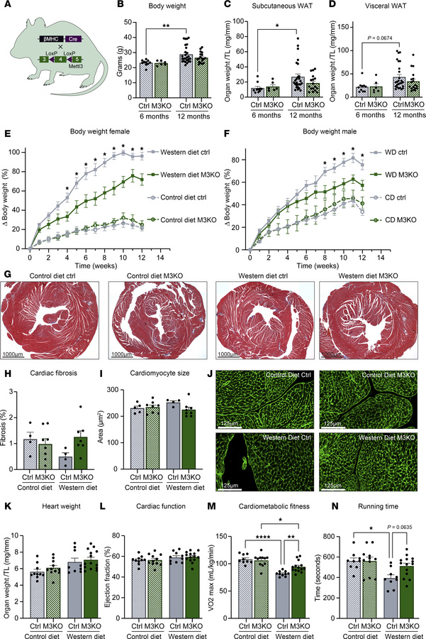 Cardiac M3KO mice have unchanged cardiac structure and function.
(A) Sch...