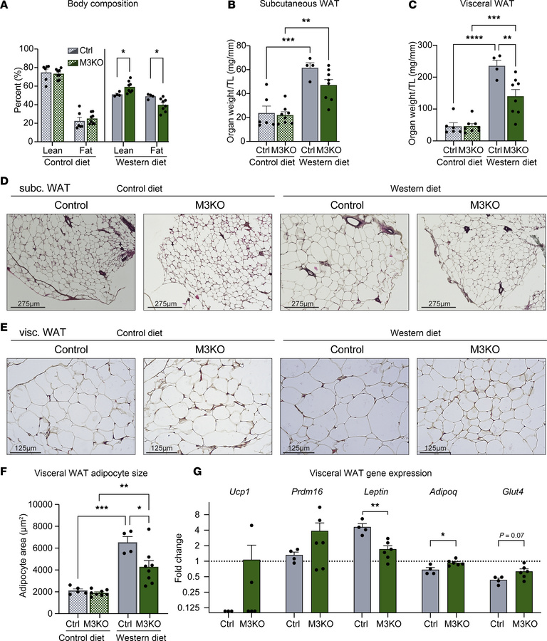 White adipose tissue depots are affected by cardiac M3KO.
(A) EchoMRI de...