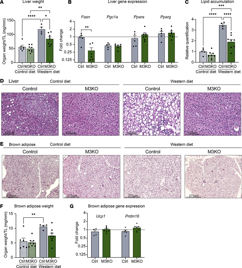 Liver and brown adipose remodeling following loss of METTL3.
(A) Liver w...