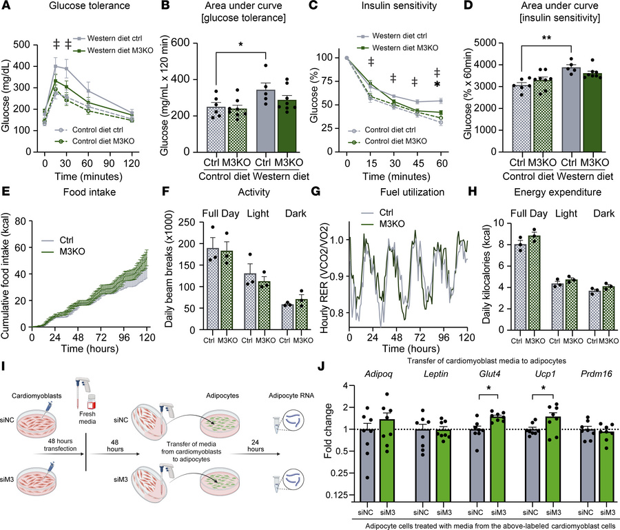M3KO mice have no behavioral differences.
(A and B) Glucose tolerance te...