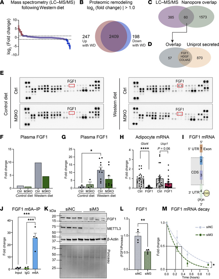 Loss of METTL3 alters FGF1 levels.
(A) Proteomic changes in the heart fo...
