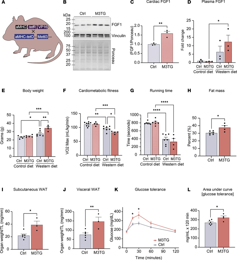 METTL3 overexpression exhibits the opposite phenotype from M3KO.
(A) Sch...