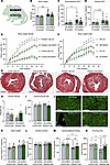 Cardiac M3KO mice have unchanged cardiac structure and function.