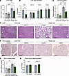 Liver and brown adipose remodeling following loss of METTL3.