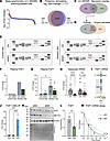 Loss of METTL3 alters FGF1 levels.