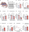 METTL3 overexpression exhibits the opposite phenotype from M3KO.