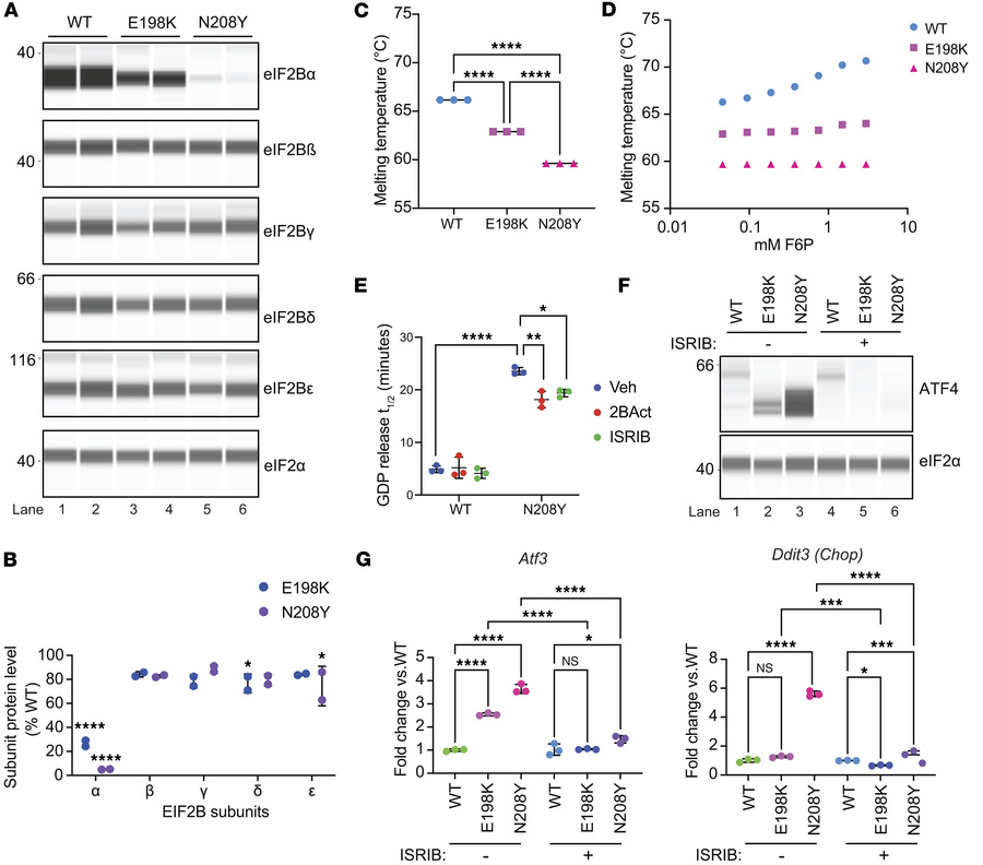 Mutations that impair sugar phosphate binding lead to a decrease in the ...