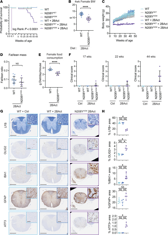 2BAct-treated N208YHOM mice display VWM phenotypes with age.
(A) Kaplan-...
