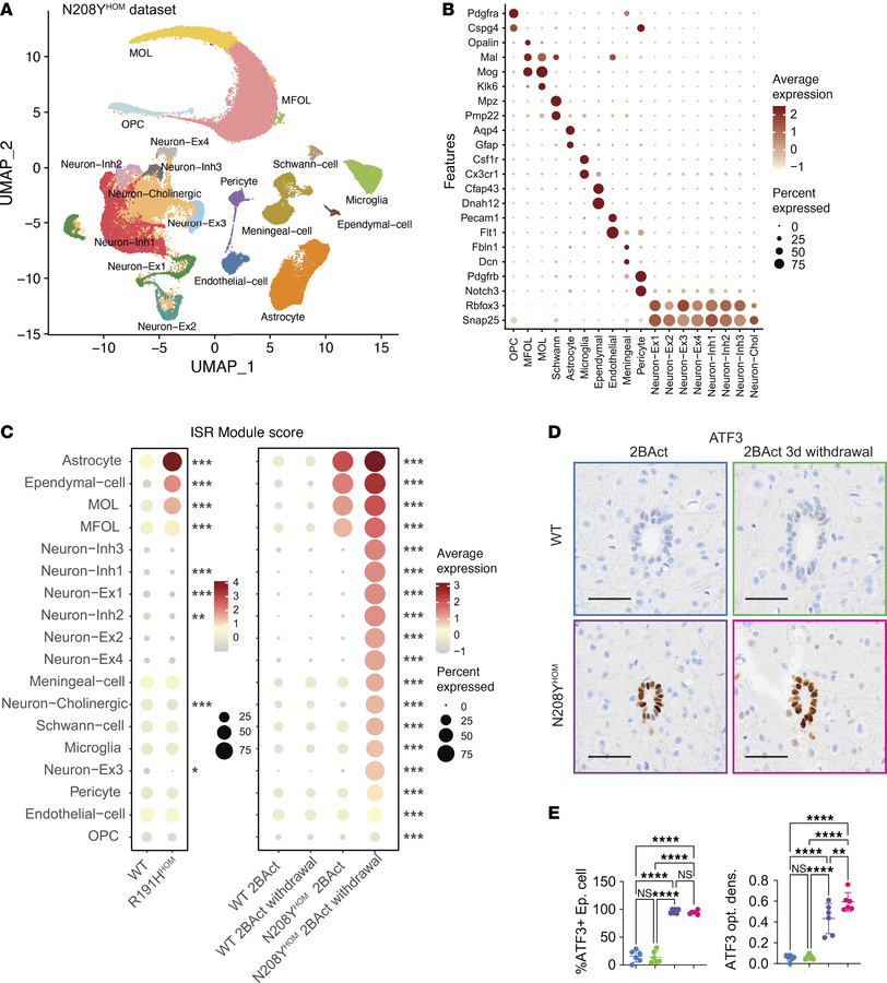 Single nuclei RNA-seq of spinal cord identifies common ISR-susceptible c...
