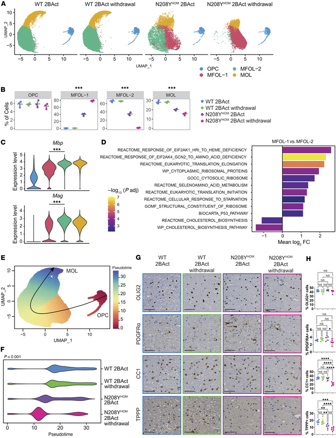 Oligodendrocyte maturation trajectory and cholesterol biosynthesis are a...