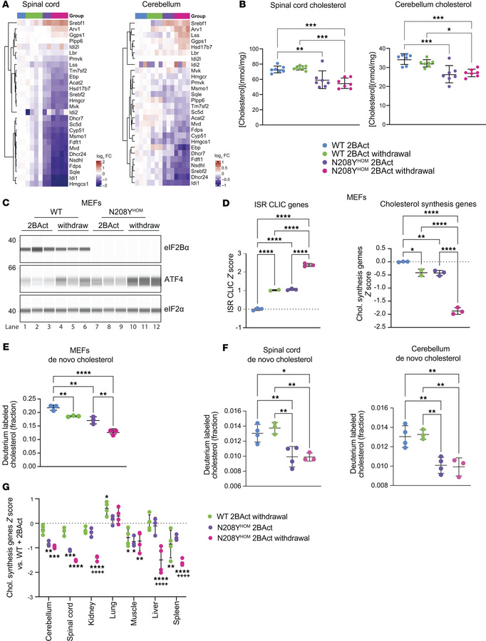 De novo cholesterol synthesis is reduced in MEFs and CNS tissues from N2...