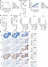 2BAct-treated N208YHOM mice display VWM phenotypes with age.
