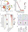 Single nuclei RNA-seq of spinal cord identifies common ISR-susceptible cell