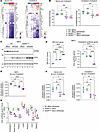 De novo cholesterol synthesis is reduced in MEFs and CNS tissues from N208Y