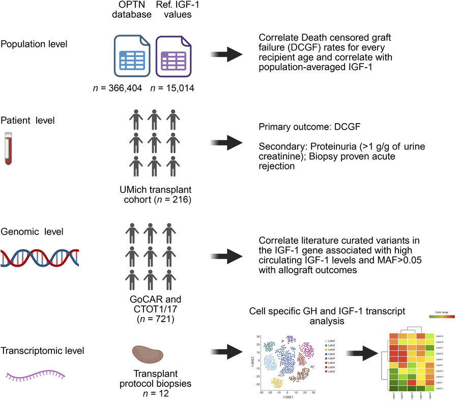 Approaches used to assess the relationship between IGF-1 levels at KTx a...