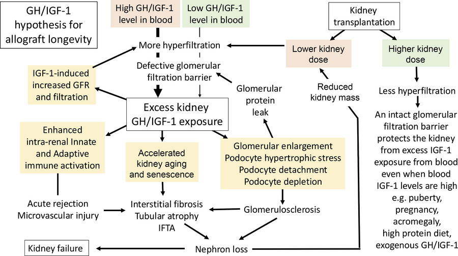 Diagrammatic illustration of the allograft IGF-1 exposure hypothesis for...