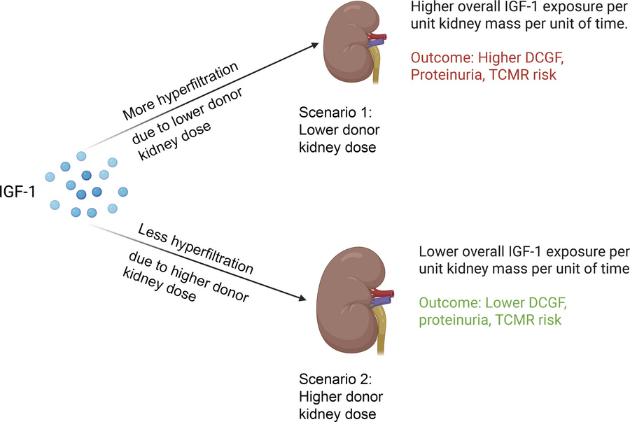 Diagrammatic illustration of how graft IGF-1 exposure is defined by the ...