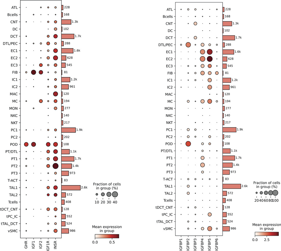 Single-cell transcriptomic analysis of IGF pathway transcripts in kidney...