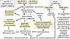 Diagrammatic illustration of the allograft IGF-1 exposure hypothesis for sh
