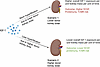 Diagrammatic illustration of how graft IGF-1 exposure is defined by the cir