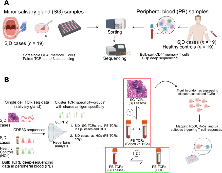 Workflow for the identification of SjD-associated TCRs.
(A) Labial SG bi...
