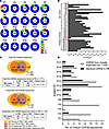 SG repertoire analysis reveals preferential sharing of clonal expansions an