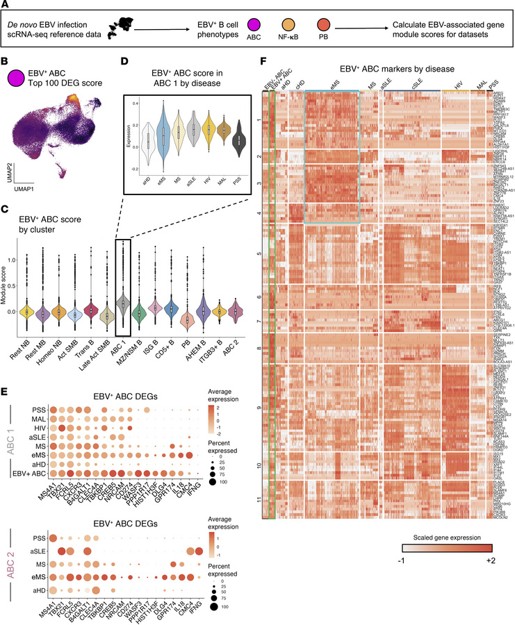 EBV-associated gene expression signatures by B subset, disease, and clin...