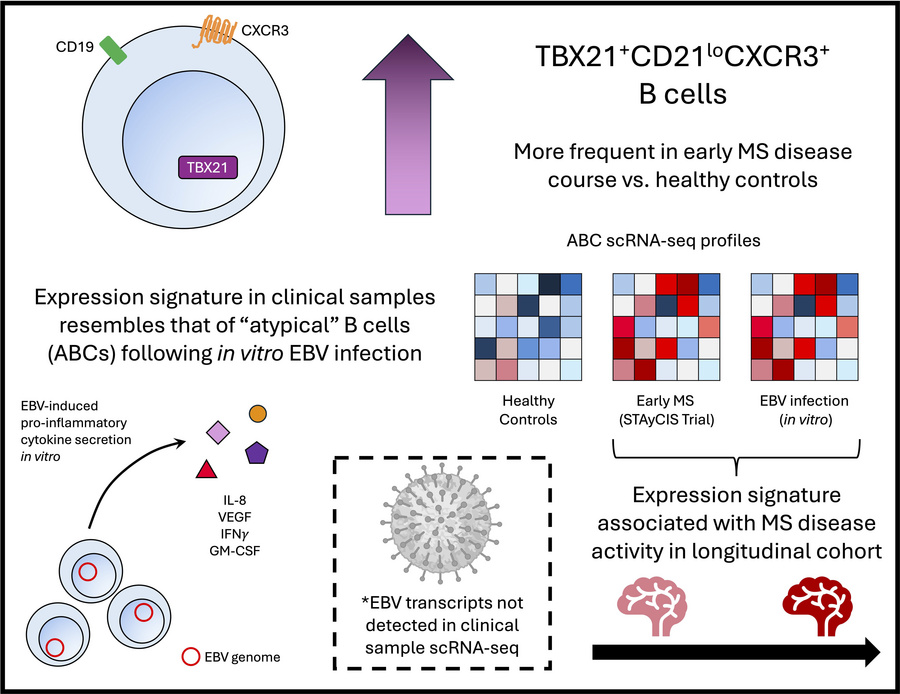graphical abstract