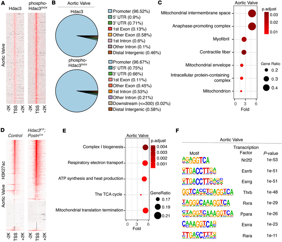 Hdac3 and phospho-Hdac3 localize to mitochondrial gene promoters to rest...