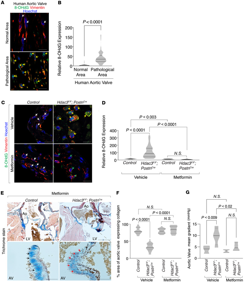 Metformin reduces oxidative DNA damage, preserves collagen structure, an...