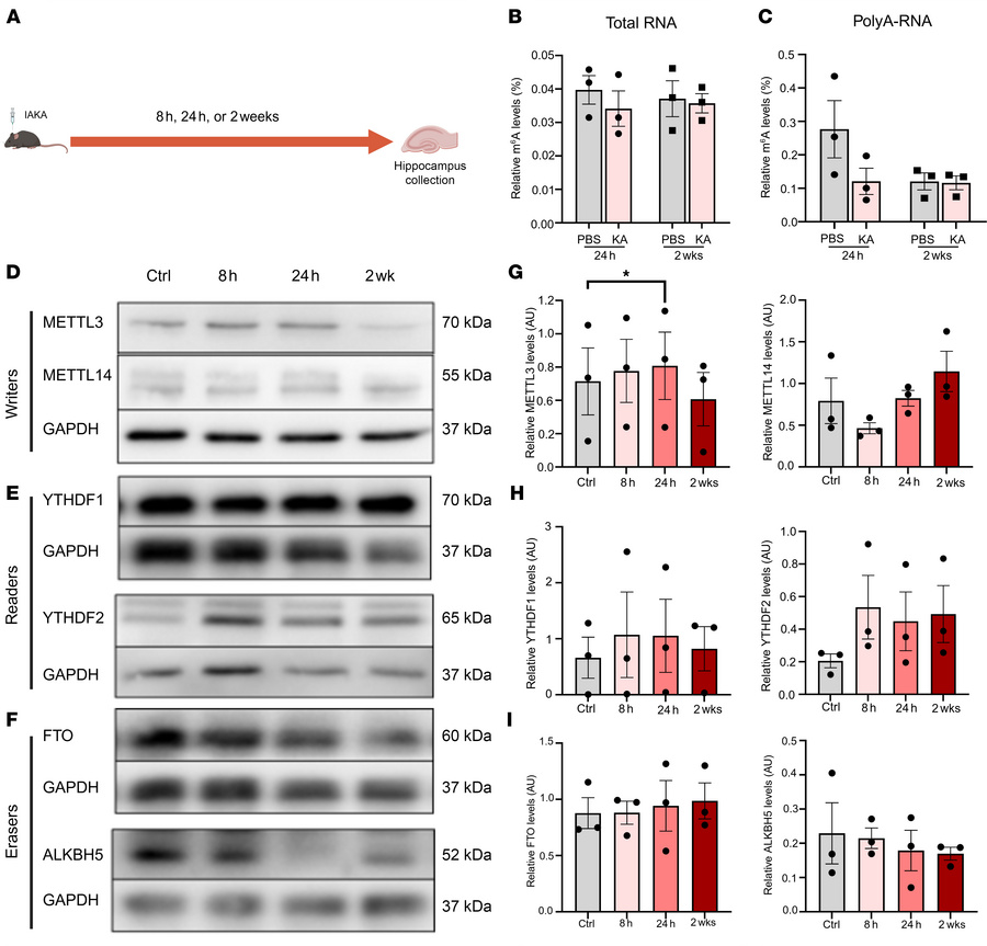 Subtle and transient changes in methyltransferase expression during expe...