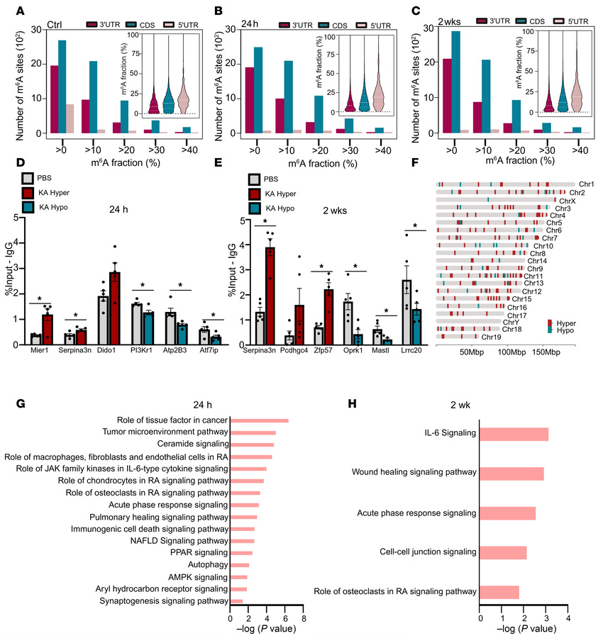 Disrupted m6A deposition is associated with epilepsy-associated pathways...