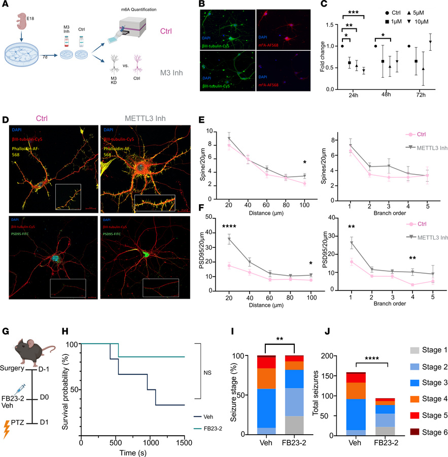 m6A regulates neuronal structure and network activity.
(A) Schematic of ...