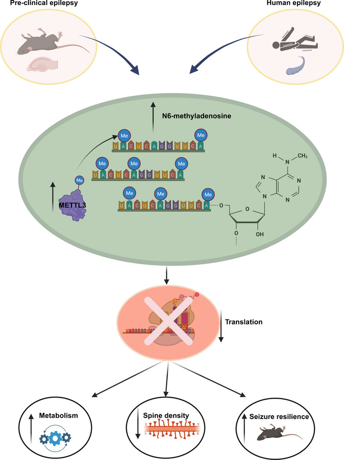 graphical abstract