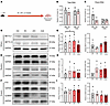 Subtle and transient changes in methyltransferase expression during experim