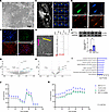 m6A regulates hIPSC-derived neuronal metabolism.